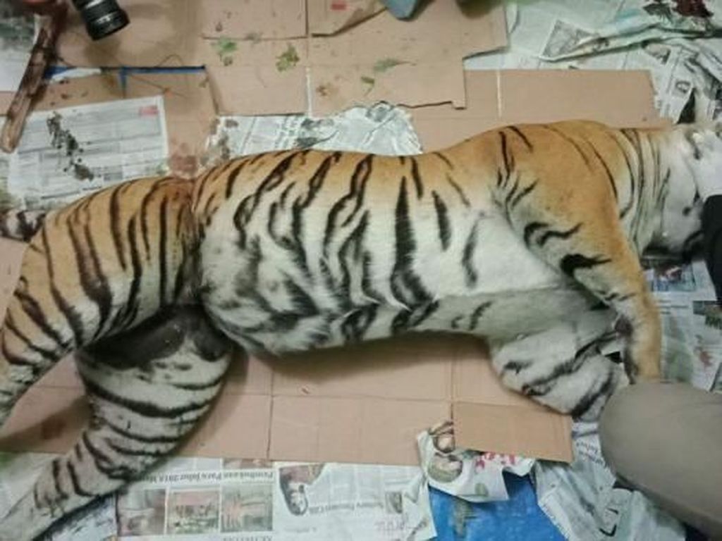 Hutan Sumatra Kian Menipis, Populasi Harimau Tinggal 400 Ekor Hutan Sumatra Kian Menipis, Populasi Harimau Tinggal 400 Ekor