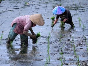 Upaya Mencegah Penyusutan Lahan Sawah di Indramayu Upaya Mencegah Penyusutan Lahan Sawah di Indramayu