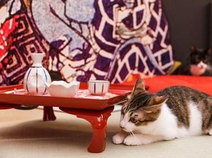 Kafe Ini Obati Rindu pada Hewan Kesayangan yang Telah Tiada