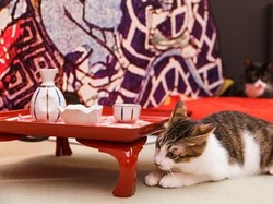 Penutupan Kafe Kucing Ini Ditunda karena Tunggu Pengadopsi Kucing