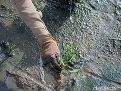 Pasokan Beras Dunia Terancam! Thailand Minta Petani Kurangi Tanam Padi