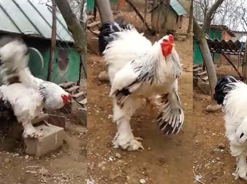 Wouw! Ayam Terbesar di Dunia Ini Tingginya Hampir 1 Meter! Wouw! Ayam Terbesar di Dunia Ini Tingginya Hampir 1 Meter!