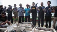 Pelepasan Ribuan Kepiting di Pulau Pari