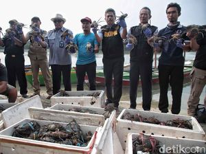 Pelepasan Ribuan Kepiting di Pulau Pari