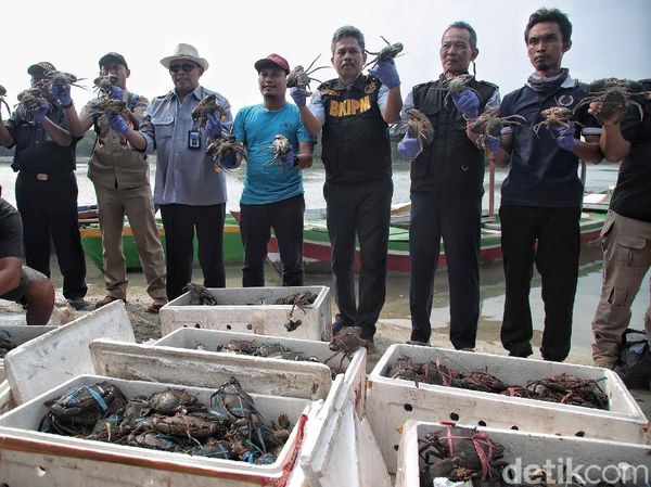Pelepasan Ribuan Kepiting di Pulau Pari