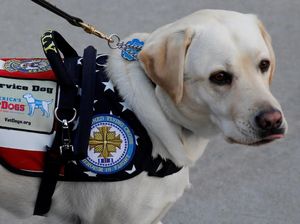 Ini Sully, Hachiko di Dunia Nyata Milik Mendiang Bush Senior Ini Sully, Hachiko di Dunia Nyata Milik Mendiang Bush Senior