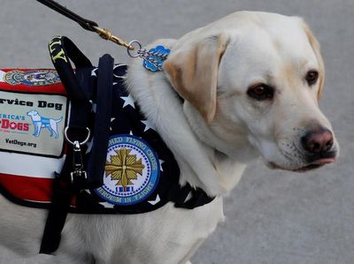 Ini Sully, Hachiko di Dunia Nyata Milik Mendiang Bush Senior