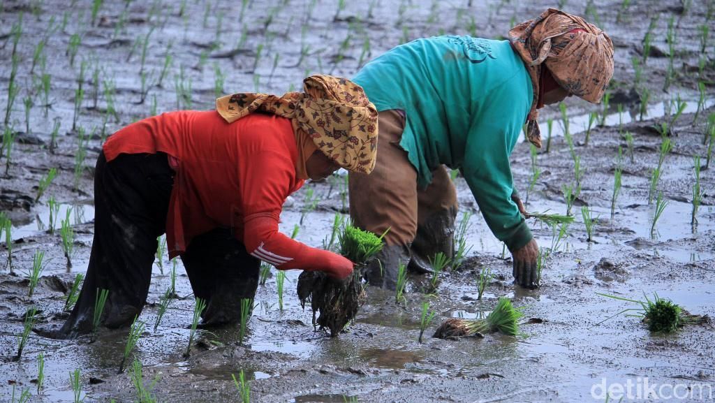 Melihat Proses Tanam Padi di Ciparay Bandung Melihat Proses Tanam Padi di Ciparay Bandung