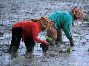 Upah Buruh Tani dan Bangunan Naik Tipis di November