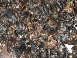 Rica-rica Bekicot, Kuliner Ekstrem yang Kenyal Pedas dari Gunungkidul