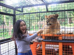 Uji Adrenalin Beri Makan Singa Afrika di Taman Safari Bogor, Mau?