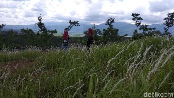 Foto: Padang Ilalang yang Viral Ini Diserbu Turis