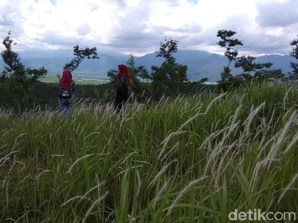 Foto: Padang Ilalang yang Viral Ini Diserbu Turis