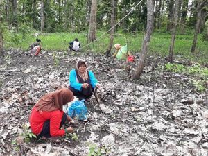 Serunya Emak-emak di Bojonegoro Berburu Kepompong Ulat untuk Lauk
