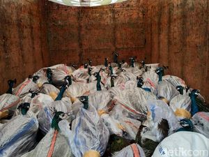 Misteri Penyelundupan 92 Merak di Vila Mewah Bogor Misteri Penyelundupan 92 Merak di Vila Mewah Bogor