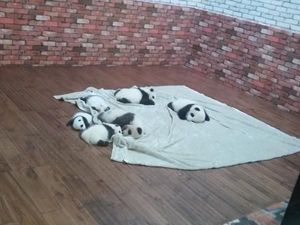 Dijamin Gemas! Melihat Panda di Chengdu, Tiongkok Dijamin Gemas! Melihat Panda di Chengdu, Tiongkok