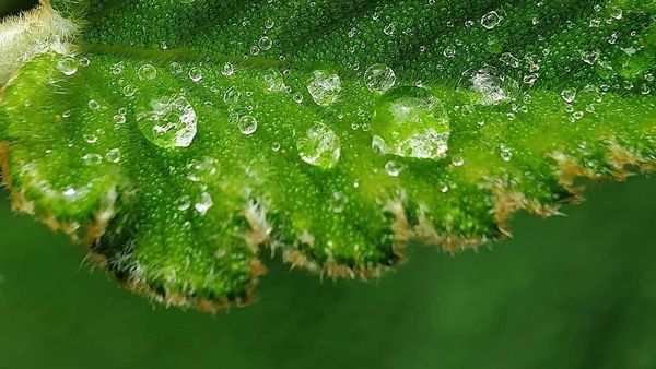 Deretan Foto Makro dari Ponsel yang Bikin Terpana