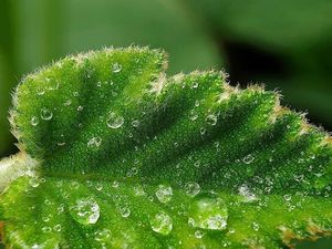Deretan Foto Makro dari Ponsel yang Bikin Terpana Deretan Foto Makro dari Ponsel yang Bikin Terpana