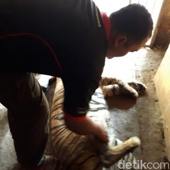 Ngeri! 2 Harimau di Kebun Binatang Semarang Lepas dari Kandang