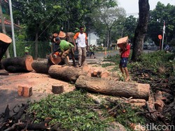 Hujan Lebat di Jakarta Akibatkan 4 Pohon Tumbang