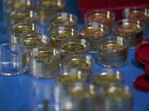 Ada yang Pakai Dinar-Dirham, Memang Boleh Transaksi di RI Tanpa Rupiah? Ada yang Pakai Dinar-Dirham, Memang Boleh Transaksi di RI Tanpa Rupiah?