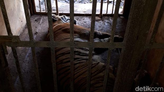 Ngeri! 2 Harimau di Kebun Binatang Semarang Lepas dari Kandang