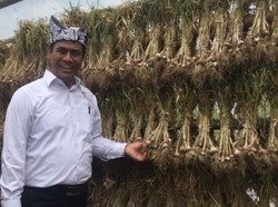 Kementan Klaim Luas Tanam Bawang Putih Naik 500%