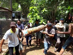 Ngeri! 2 Harimau di Kebun Binatang Semarang Lepas dari Kandang