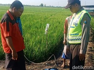 Petani Lamongan Tewas Kesetrum Jebakan Tikus yang Dipasang di Sawah