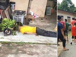 Duh, Pria Ini Dibunuh Usai Curi Dua Tandan Pisang Mentah!