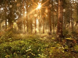 Otokritik LSM Lingkungan