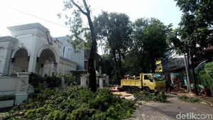 Pohon Tumbang di Panglima Polim Dievakuasi