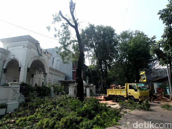Pohon Tumbang di Panglima Polim Dievakuasi