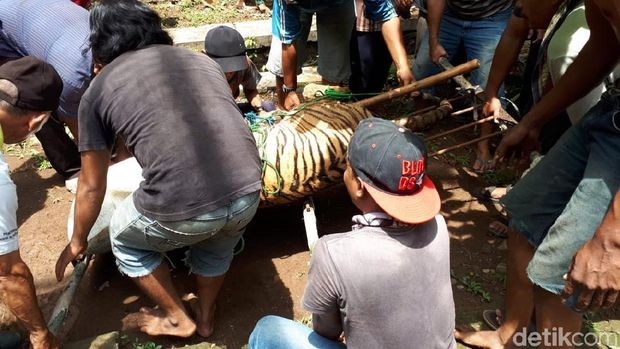Ngeri! 2 Harimau di Kebun Binatang Semarang Lepas dari Kandang