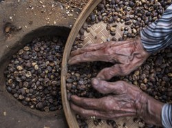 5 Daerah Penghasil Kopi Khas Jawa Timur