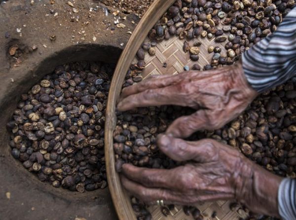 Geliat Bisnis Kopi di Desa Gombengsari