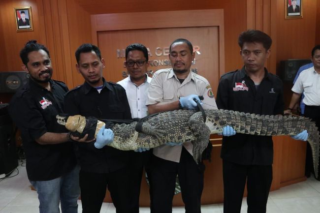 Tergolong Satwa Dilindungi, KLHK Translokasikan 11 Buaya Muara Tergolong Satwa Dilindungi, KLHK Translokasikan 11 Buaya Muara