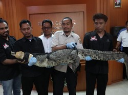 Tergolong Satwa Dilindungi, KLHK Translokasikan 11 Buaya Muara