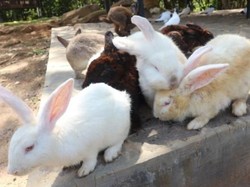 Jumpa Puluhan Kelinci di Kotabaru, Gemas!