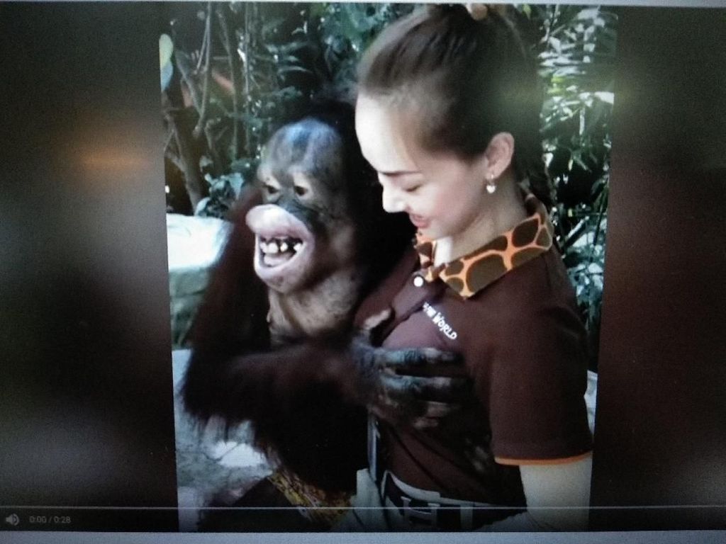 Viral! Orang Utan Remas Payudara Wanita di Bangkok Viral! Orang Utan Remas Payudara Wanita di Bangkok