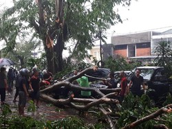Puting Beliung di Bogor, 6 Kendaraan Ringsek Tertimpa Pohon
