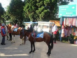 Libur Akhir Pekan di Bandung, Ayo ke Weekend Market Lembang