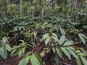 Industri Kopi RI Makin Menggeliat, Bagaimana Pertaniannya?