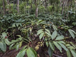 Industri Kopi RI Makin Menggeliat, Bagaimana Pertaniannya?