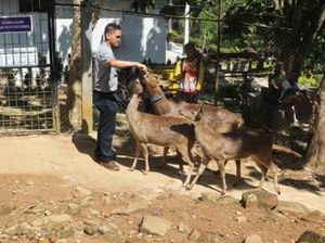 Libur Akhir Pekan: Ayo Main Bareng Rusa di Kotabaru, Kalsel