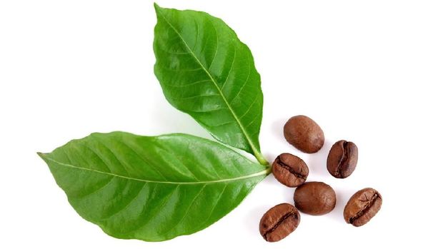 kopi dari daun