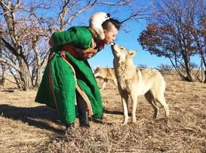 Hii..! Wanita Ini Beri Makan Kawanan Serigala Langsung Lewat Mulutnya