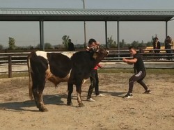 Petarung Kungfu Versus Banteng, Siapa Menang?