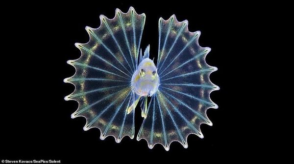 Penampakan Memukau Makhluk Penghuni Dasar Laut