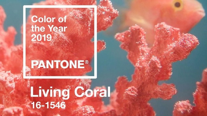 Living Coral, tren warna 2019 dari Pantone. Foto: Dok. Pantone